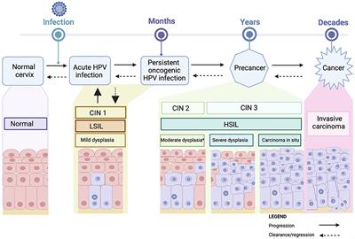 Risk of cervical pre-cancer and cancer in women with multiple sclerosis exposed to high efficacy disease modifying therapies